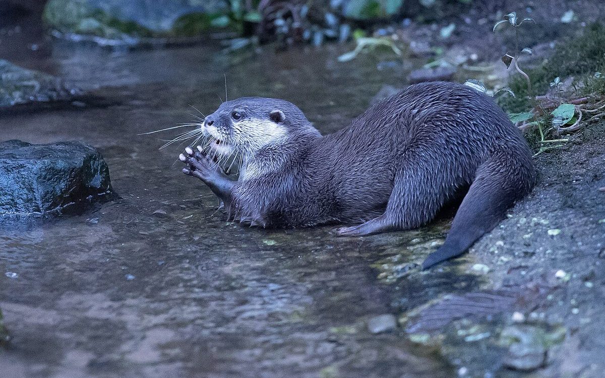 水辺で前足を合わせているコツメカワウソ