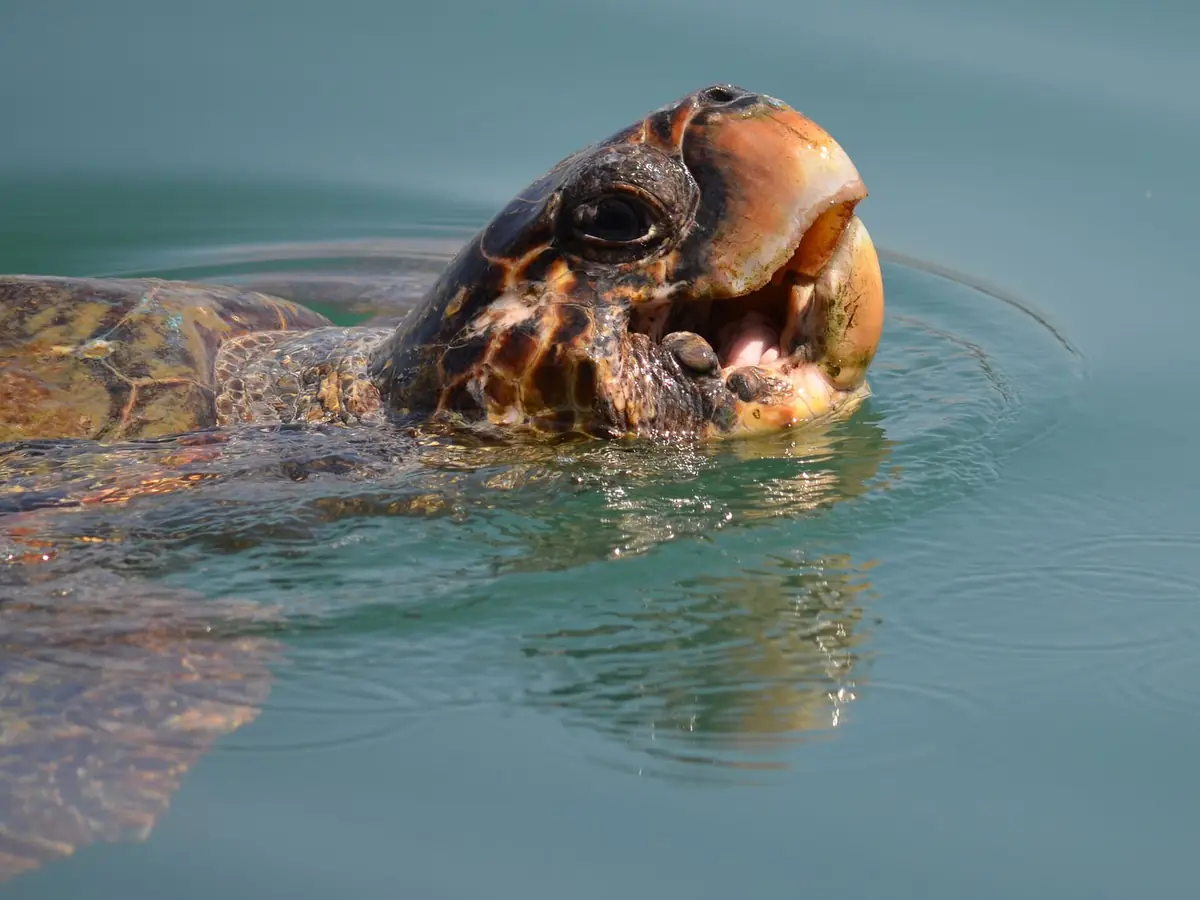 水面から顔を出して口を開けたアカウミガメ。歯はないが分厚いくちばし状のあごが見える
