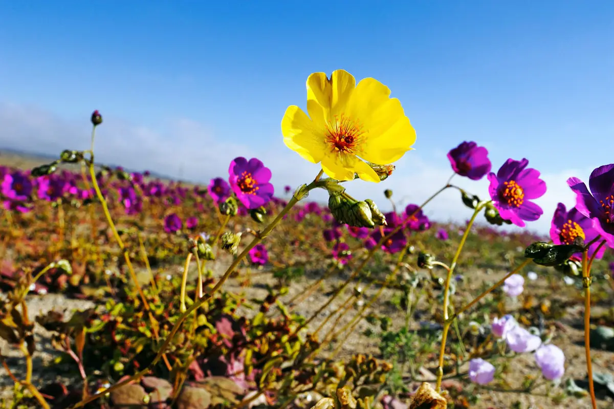 アタカマ砂漠の砂地で咲く黄色い花と、奥まで広がる紫の花の群れ