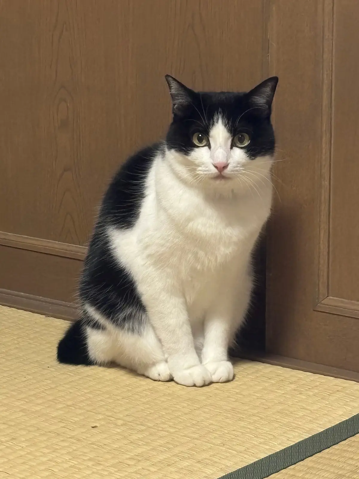 額から鼻筋にかけて白い筋が入り、黒が左右に分かれているはちわれ柄の黒白猫