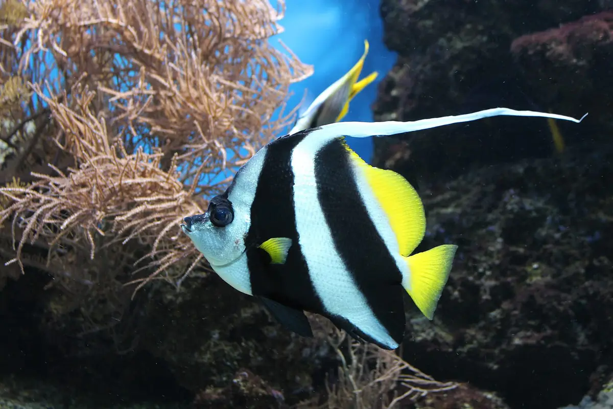 白地に2本の黒い帯と黄色いヒレ、背ビレが旗のように長く伸びたハタタテダイ