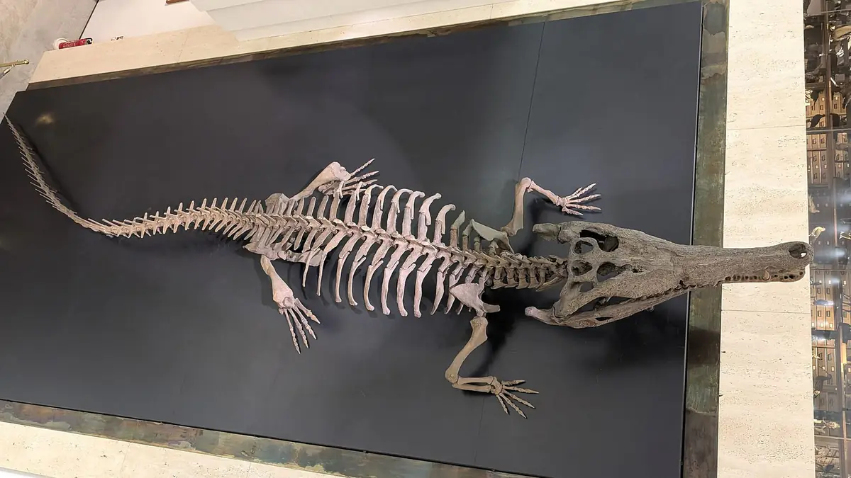 インターメディアテクの吹き抜けの壁に展示された、全長7メートル級のマチカネワニの骨格標本レプリカ