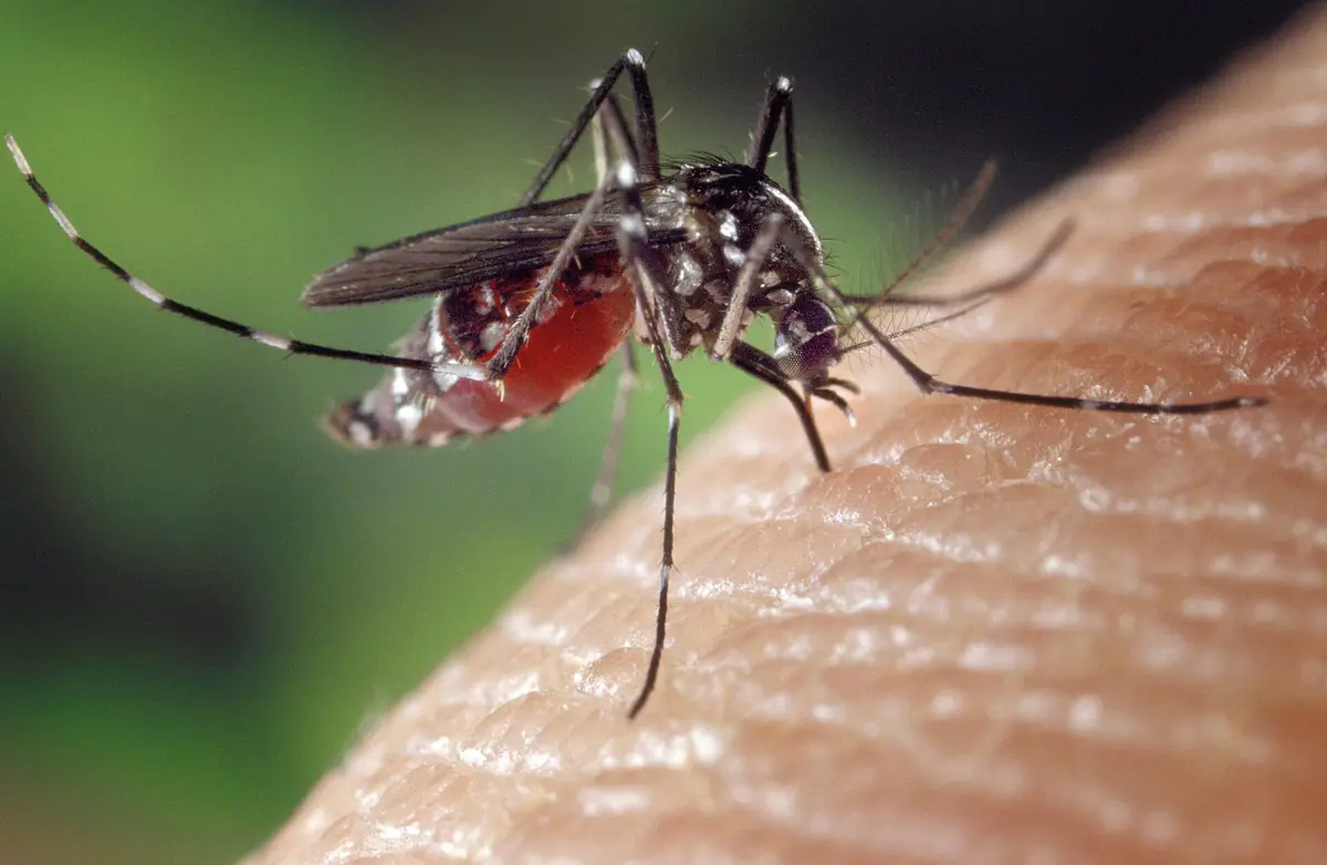 人の皮膚にとまって吸血し、腹部が赤くふくらんだヒトスジシマカ