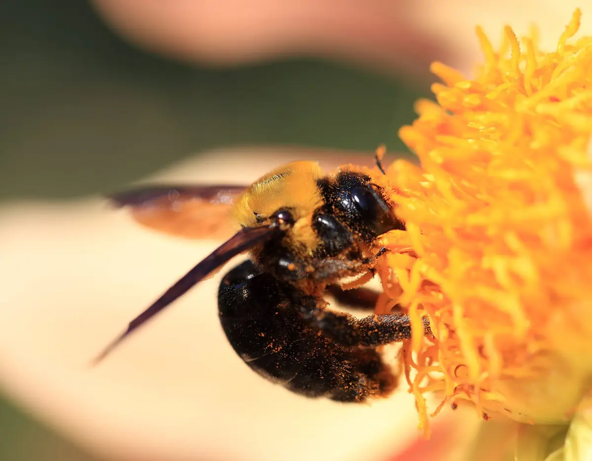 胸部だけ黄色い毛に覆われ、腹は黒くつやつやしたクマバチが、花粉まみれで白い花の黄色いしべにとまっている