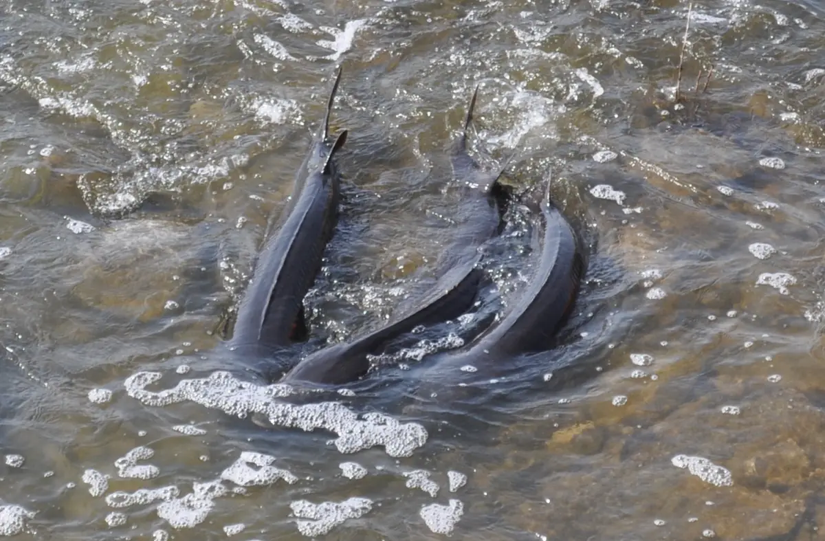 記事に出てくるメノミニー川の浅瀬に集まったミズウミチョウザメの成魚。