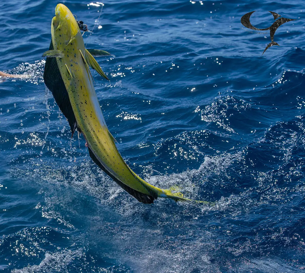 釣り上げられて海面から跳ね上がる、黄緑色に黒い斑点のあるシイラ（マヒマヒ）