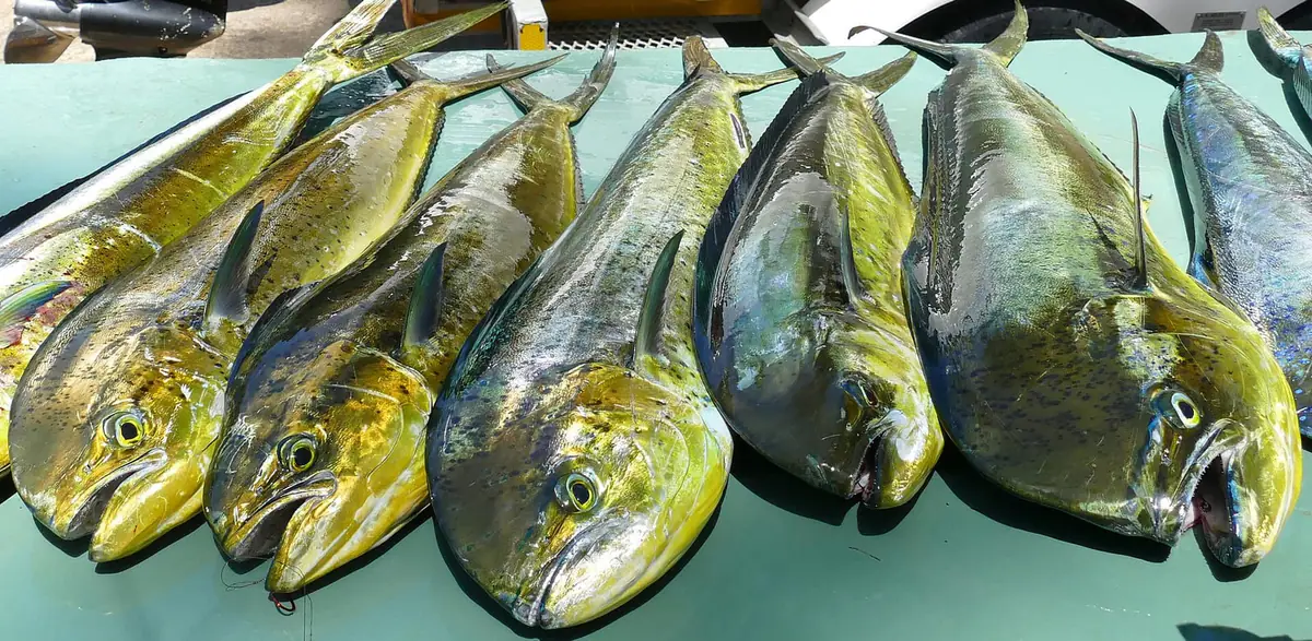 水揚げされて並べられた黄緑色に輝くシイラ（マヒマヒ）。寄生虫の新和名の由来になった魚