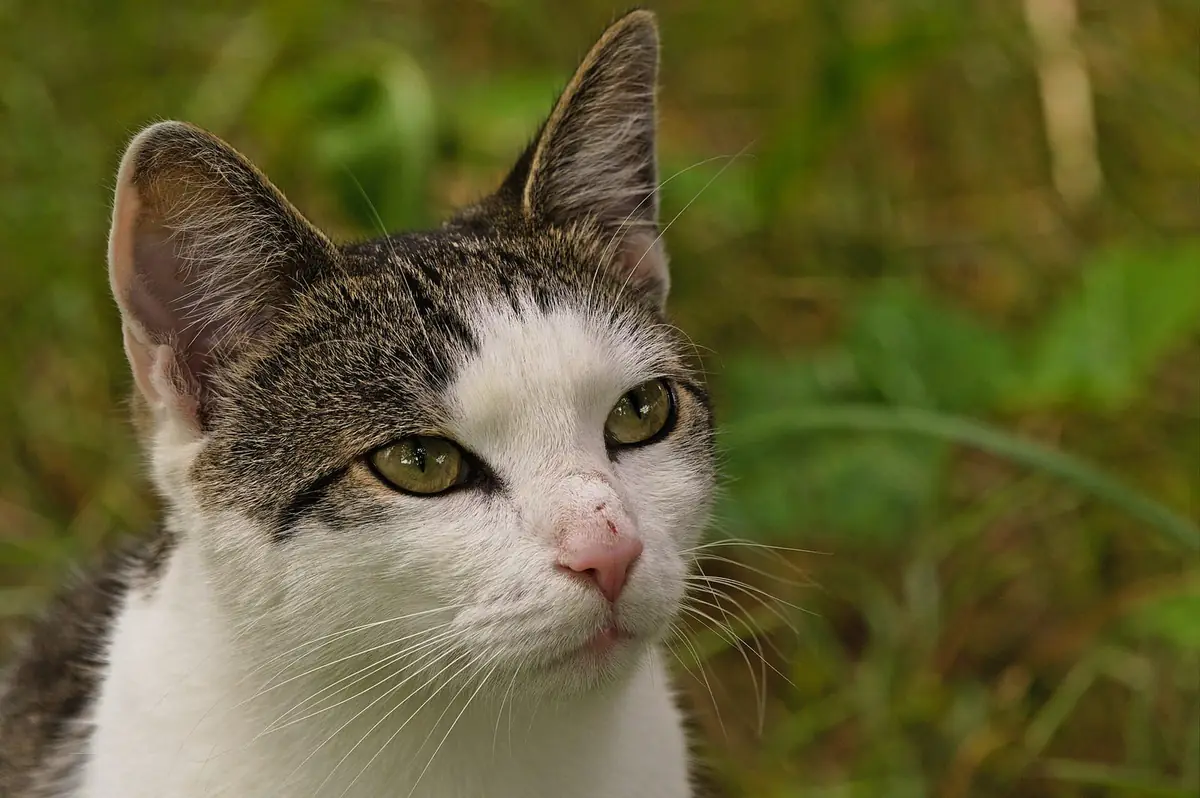 草むらでこちらを見つめる、白とキジ柄の猫