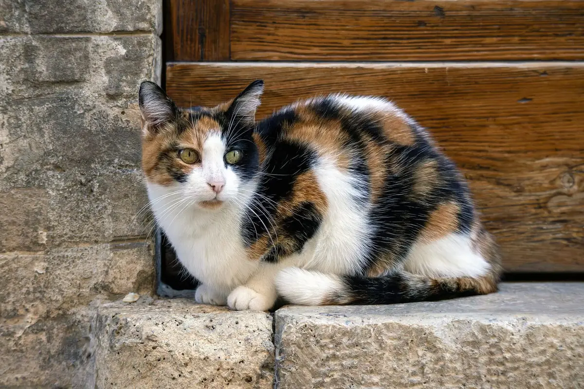 白・茶・黒の三色がはっきり分かれた三毛猫。人のブラシュコ線と同じモザイクの仕組みでできる模様