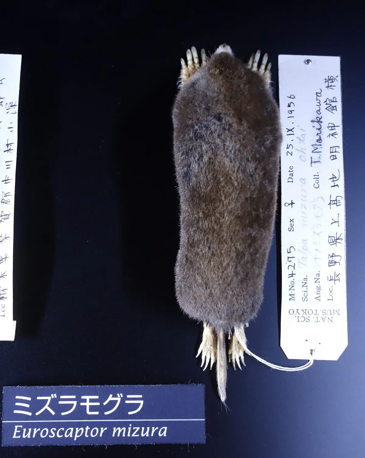 国立科学博物館に展示されているミズラモグラの標本。黒い台の上に茶色い毛のモグラが置かれ、和名と学名のラベルが添えられている