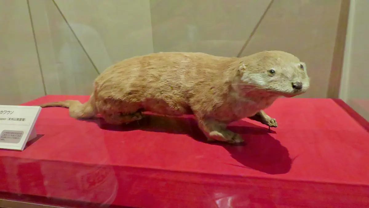 博物館のケースに展示されたニホンカワウソの剥製。絶滅した在来種の姿を伝える標本