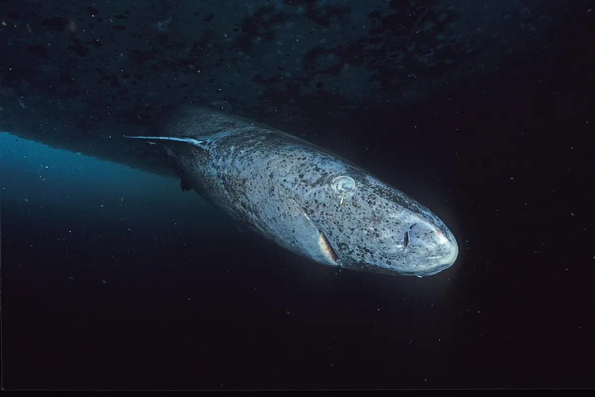 暗い海を泳ぐニシオンデンザメ。灰色の体で丸みのある鼻先がこちらを向いている