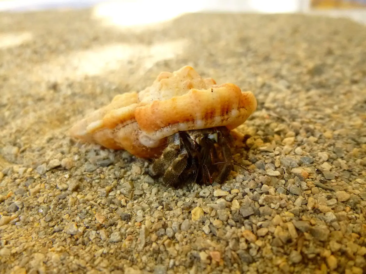 巻き貝の殻を背負って砂の上を歩くオカヤドカリ。この背中の貝殻に果実が100個以上ついていた