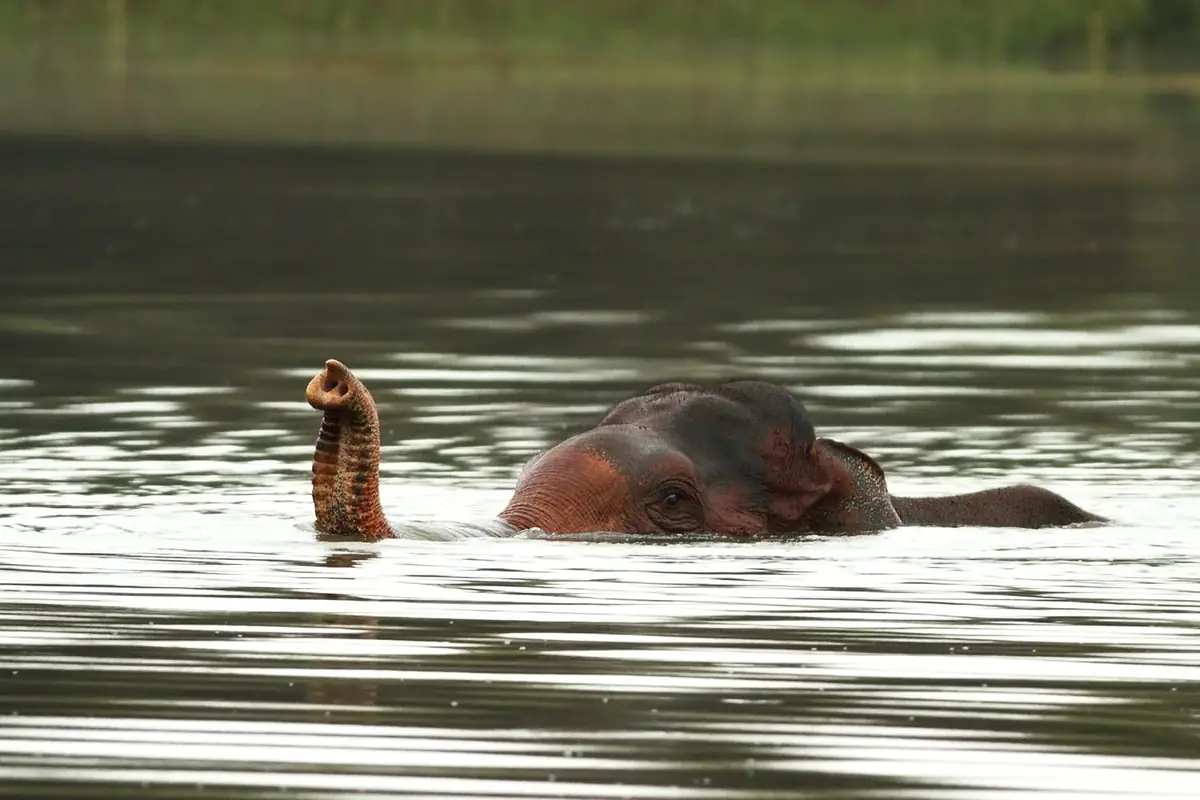 水面から頭だけを出して泳ぐアジアゾウ。鼻を高く持ち上げてシュノーケルのように使っている