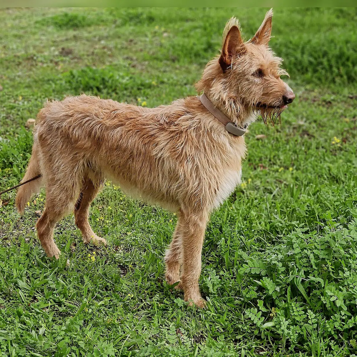 草地に立つ剛毛タイプのポデンゴ・ポルトゥゲス。アルゴス役に選ばれたポルトガルの猟犬