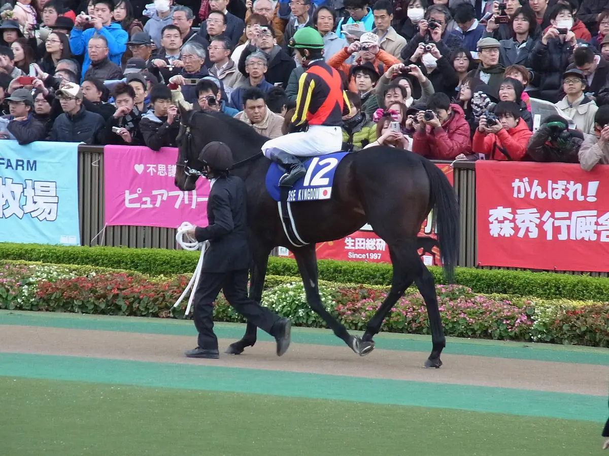 「ROSE KINGDOM」のゼッケンを付けてパドックを周回する黒鹿毛の競走馬ローズキングダム