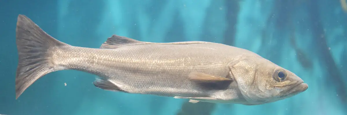水槽の中を右向きに泳ぐスズキの成魚