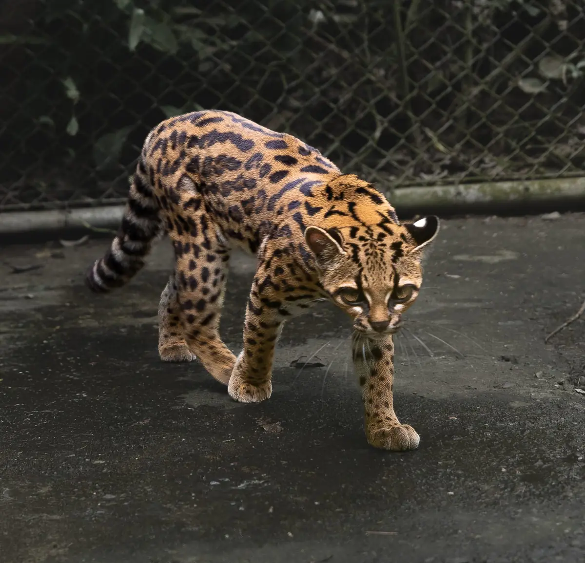 ボリビアの保護施設で暮らすティルカヨ タイガーキャット。明るい茶色の毛に大きめの斑が並び、耳は短く丸い