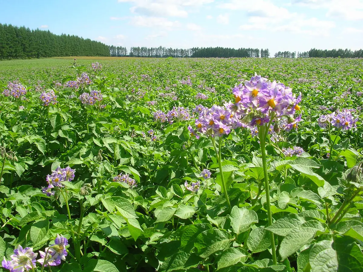 十勝の広大なじゃがいも畑。薄紫の花が一面に咲きそろっている