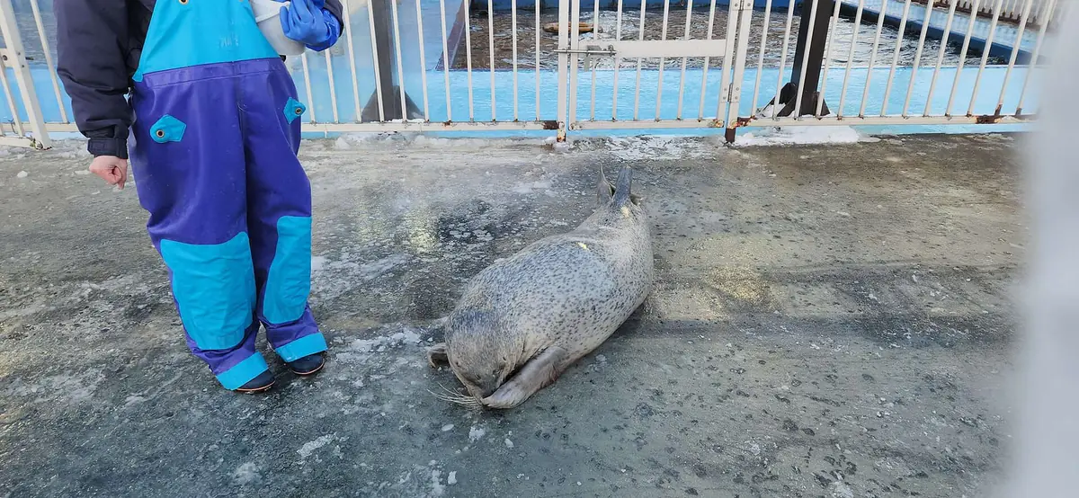 とっかりセンターのアザラシランドで、飼育員さんの足元に寝そべり前足で顔を隠しているゴマフアザラシのアグ