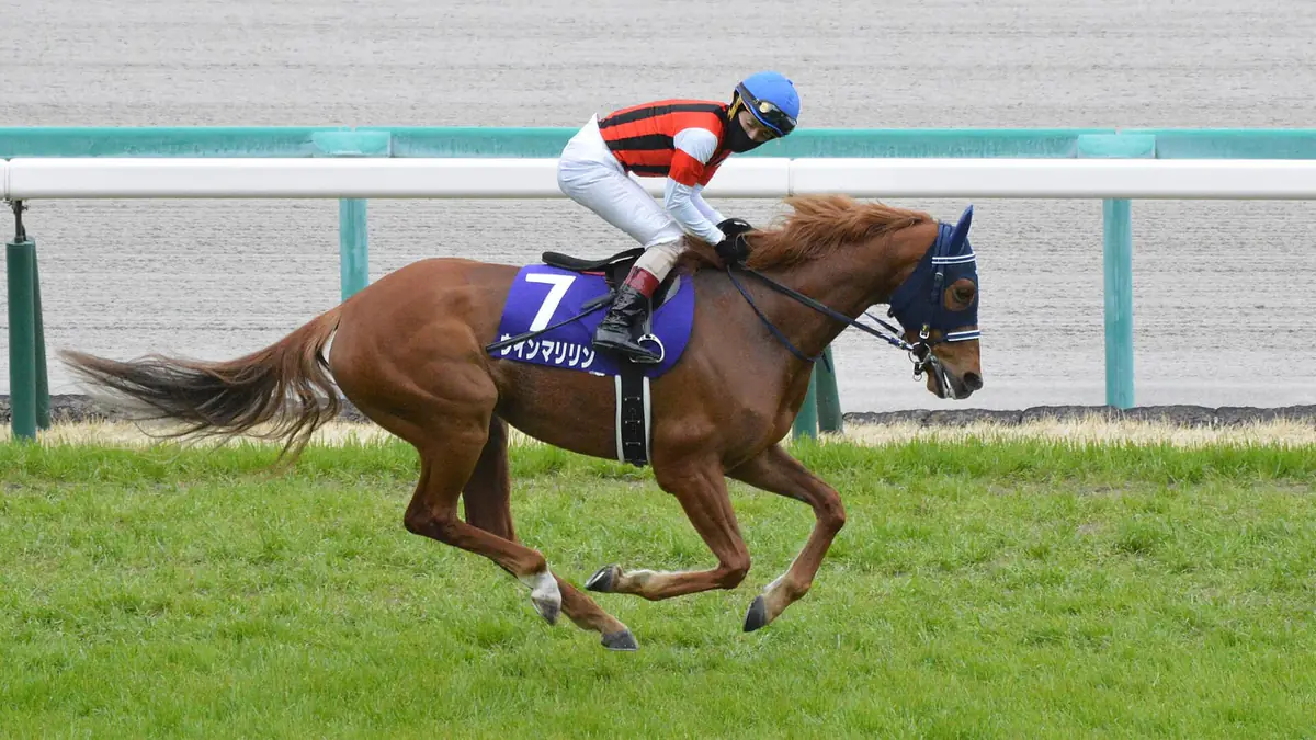 阪神競馬場の芝コースを走る栗毛のウインマリリン。ゼッケンは7番